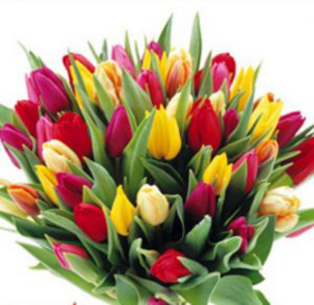 Tulips - Spring Seasonal Flowers 